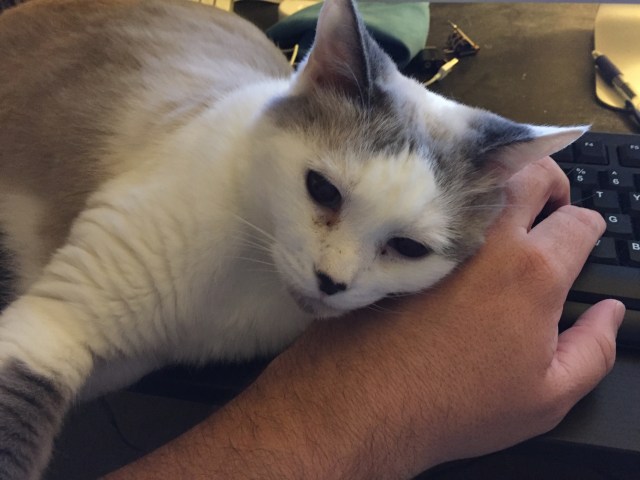 sometimes he is a good cat.